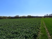 Działka Sprzedaż - świętokrzyskie, kielecki, Nowa Słupia, Stara Słupia