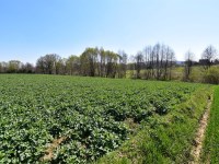 Działka Sprzedaż - świętokrzyskie, kielecki, Nowa Słupia, Stara Słupia