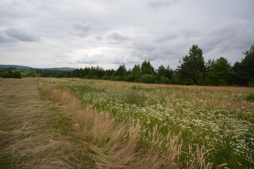 Działka Sprzedaż - świętokrzyskie, kielecki, Górno, Radlin