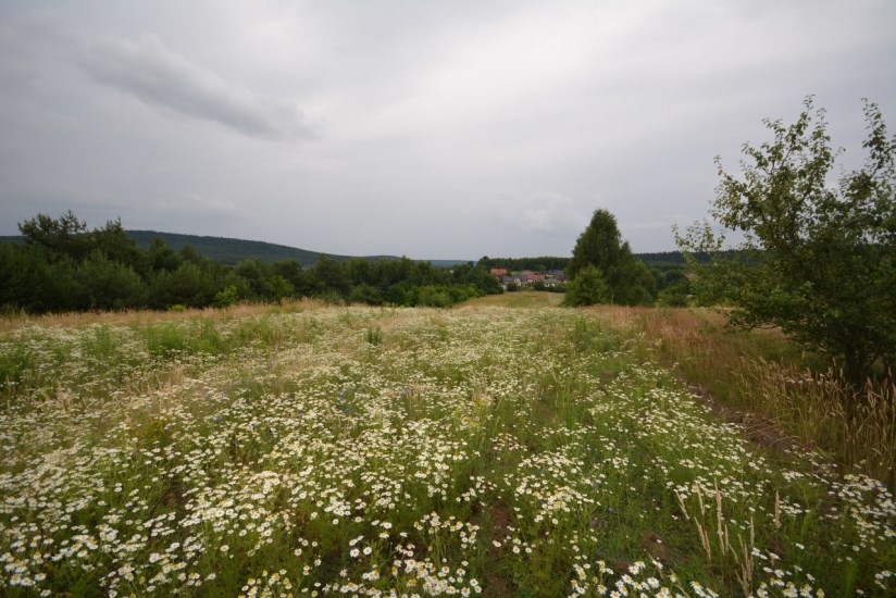 Działka Sprzedaż - świętokrzyskie, kielecki, Górno, Radlin