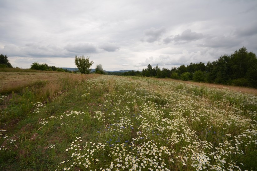 Działka Sprzedaż - świętokrzyskie, kielecki, Górno, Radlin