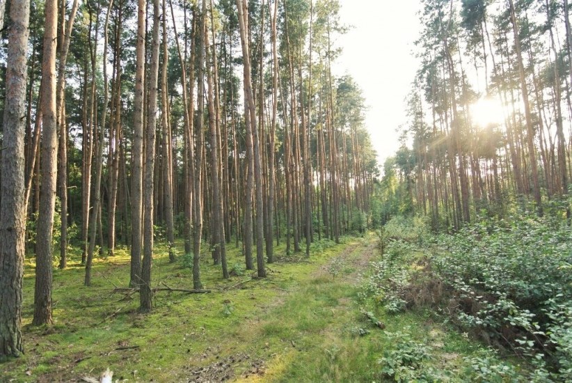 Działka Sprzedaż - mazowieckie, grodziski, Grodzisk Mazowiecki (gw), Mościska