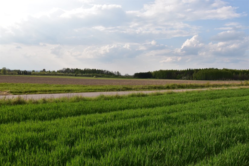 Działka Sprzedaż - świętokrzyskie, kielecki, Łopuszno, Wielebnów