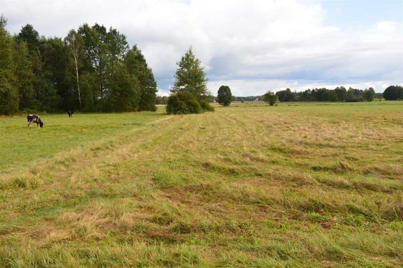 Działka Sprzedaż - świętokrzyskie, kielecki, Łopuszno, Antonielów