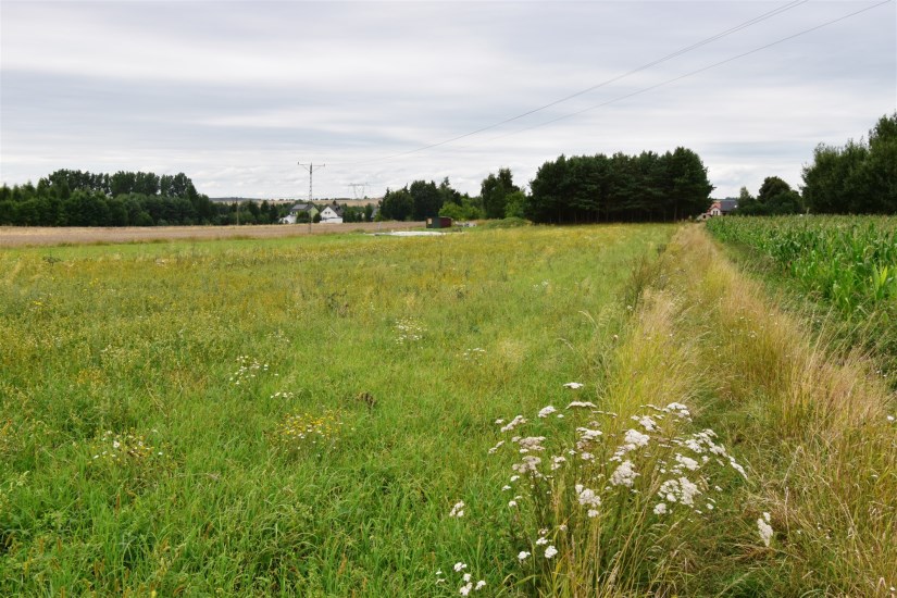 Działka Sprzedaż - świętokrzyskie, jędrzejowski, Jędrzejów, Wolica