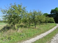 Działka Sprzedaż - świętokrzyskie, buski, Busko-Zdrój, Widuchowa