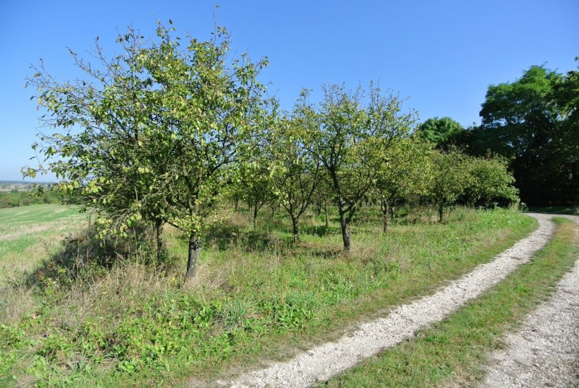 Działka Sprzedaż - świętokrzyskie, buski, Busko-Zdrój, Widuchowa