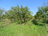 Działka Sprzedaż - świętokrzyskie, buski, Busko-Zdrój, Widuchowa