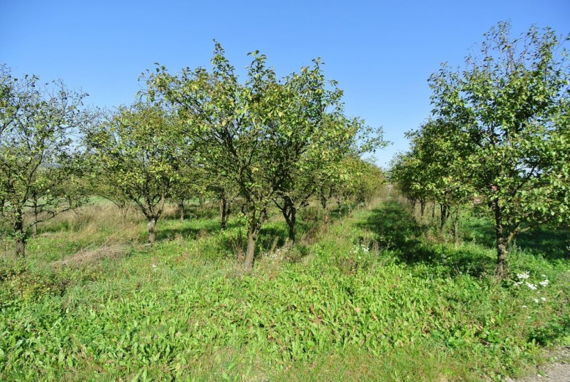 Działka Sprzedaż - świętokrzyskie, buski, Busko-Zdrój, Widuchowa