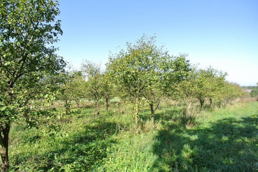 Działka Sprzedaż - świętokrzyskie, buski, Busko-Zdrój, Widuchowa