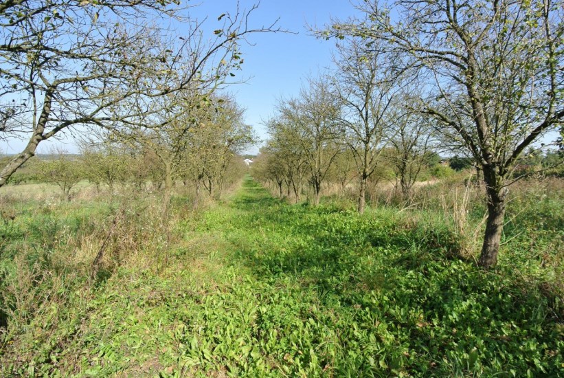 Działka Sprzedaż - świętokrzyskie, buski, Busko-Zdrój, Widuchowa