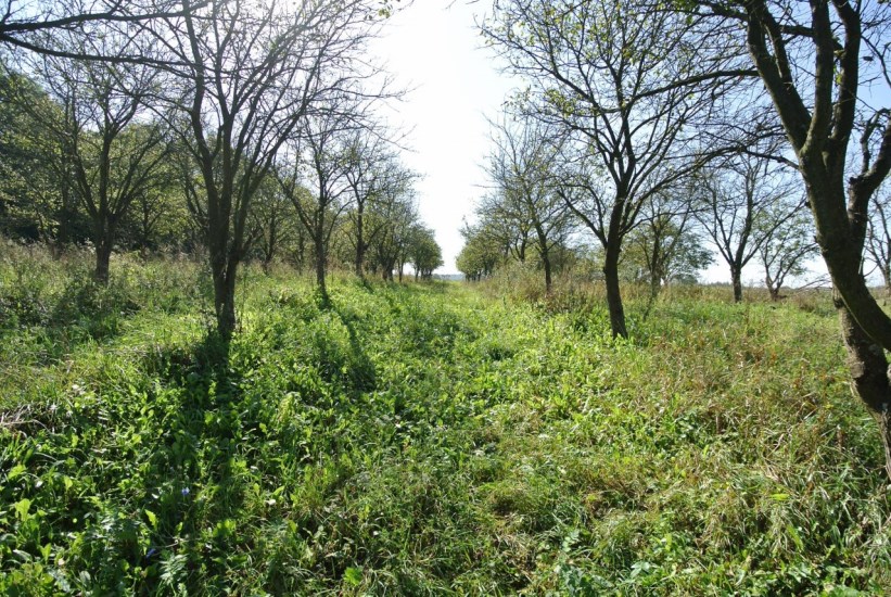 Działka Sprzedaż - świętokrzyskie, buski, Busko-Zdrój, Widuchowa