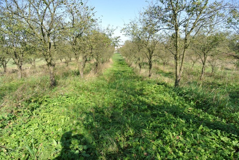 Działka Sprzedaż - świętokrzyskie, buski, Busko-Zdrój, Widuchowa