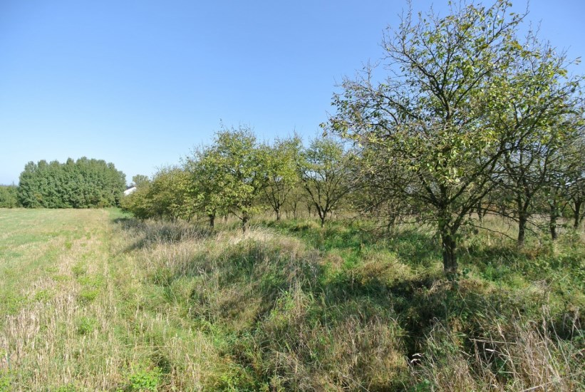 Działka Sprzedaż - świętokrzyskie, buski, Busko-Zdrój, Widuchowa