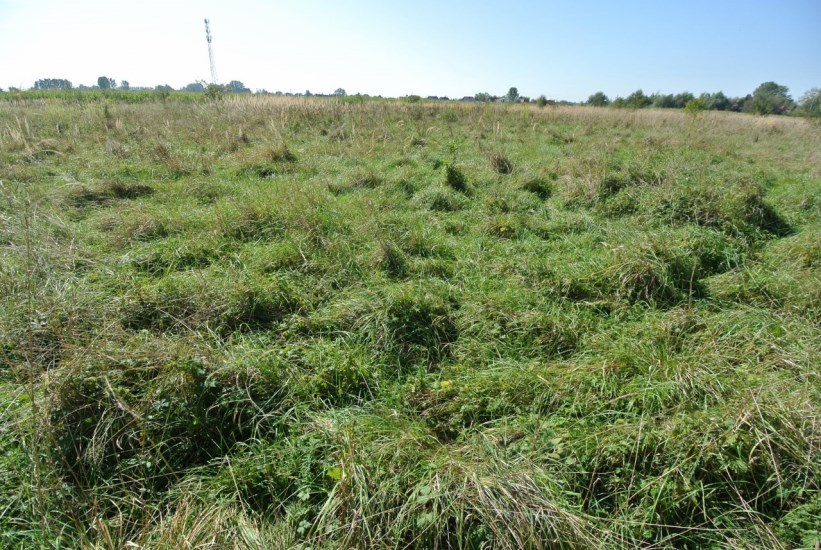 Działka Sprzedaż - świętokrzyskie, buski, Busko-Zdrój, Siesławice