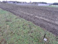 Działka Sprzedaż - świętokrzyskie, jędrzejowski, Jędrzejów, Borki