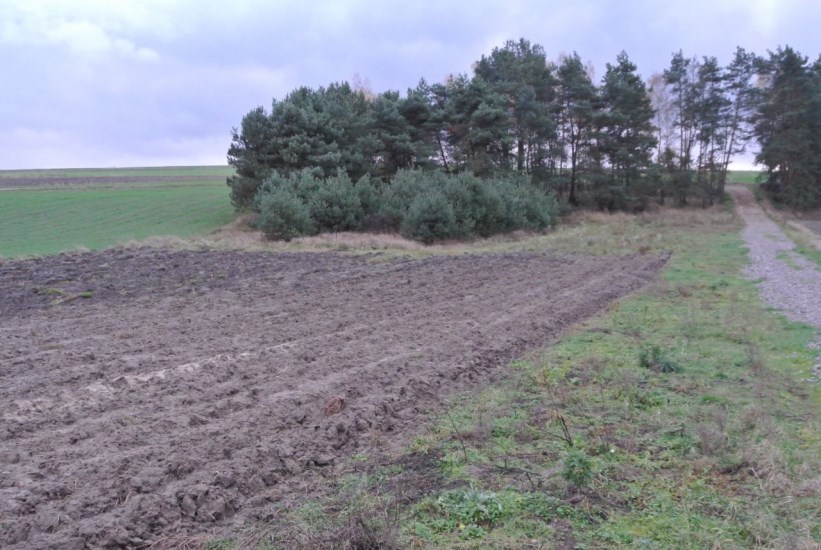 Działka Sprzedaż - świętokrzyskie, jędrzejowski, Jędrzejów, Borki