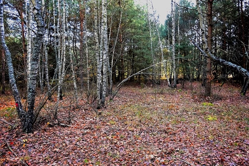 Działka Sprzedaż - świętokrzyskie, kielecki, Raków, Pągowiec