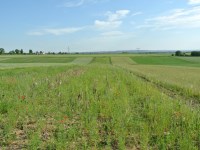 Działka Sprzedaż - świętokrzyskie, pińczowski, Kije, Górki