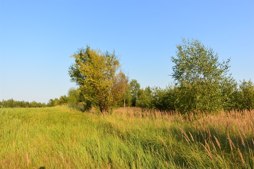 Działka Sprzedaż - świętokrzyskie, kielecki, Masłów, Ciekoty