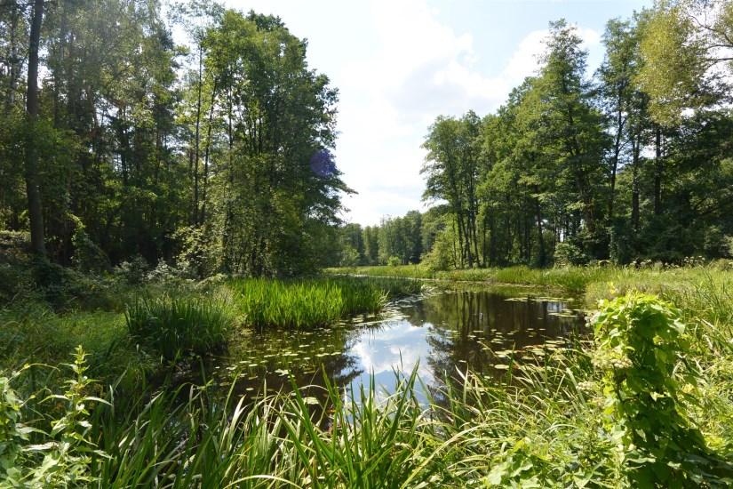 Działka Sprzedaż - świętokrzyskie, skarżyski, Skarżysko-Kamienna, Łyżwy