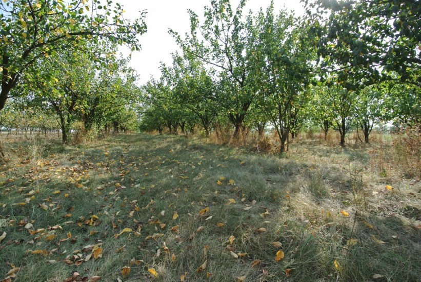 Działka Sprzedaż - świętokrzyskie, buski, Gnojno, Glinka
