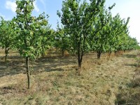 Działka Sprzedaż - świętokrzyskie, buski, Gnojno, Glinka