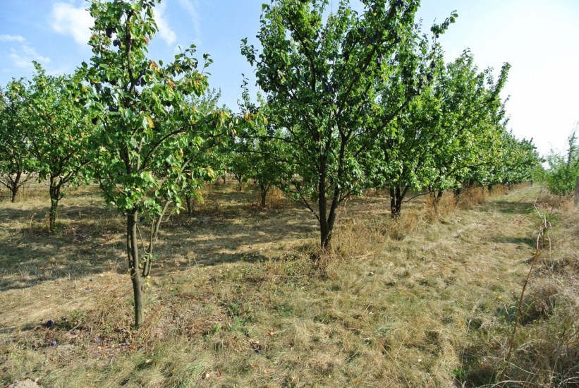 Działka Sprzedaż - świętokrzyskie, buski, Gnojno, Glinka