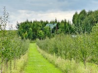 Działka Sprzedaż - świętokrzyskie, kielecki, Chęciny, Radkowice
