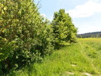 Działka Sprzedaż - świętokrzyskie, kielecki, Morawica, Dyminy