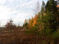 Działka Sprzedaż - świętokrzyskie, kielecki, Łopuszno, Jedle