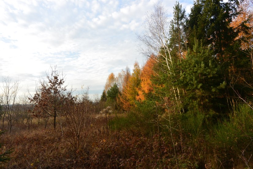 Działka Sprzedaż - świętokrzyskie, kielecki, Łopuszno, Jedle