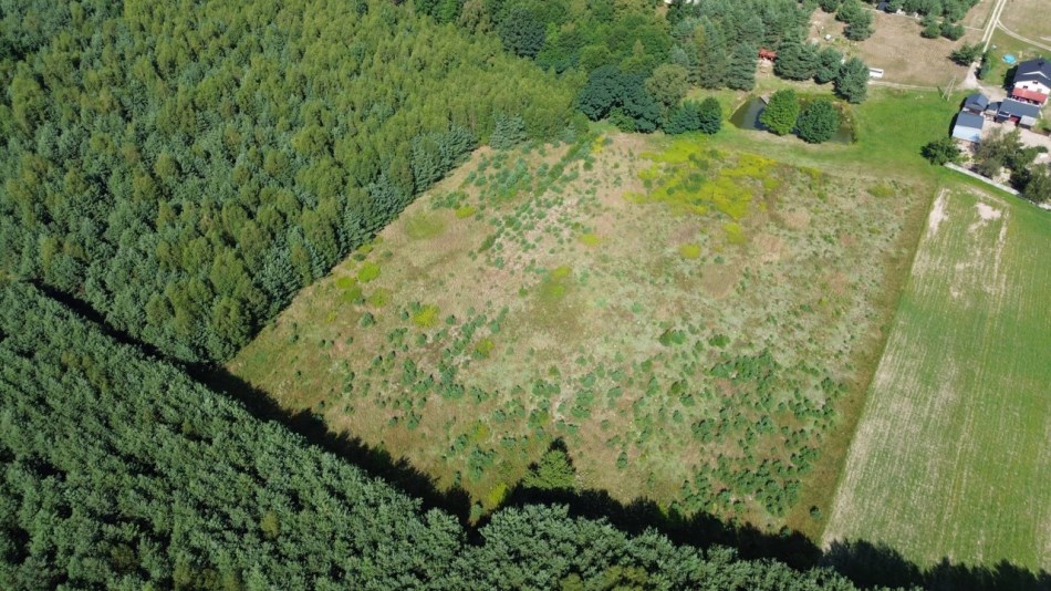 Działka Sprzedaż - świętokrzyskie, staszowski, Bogoria, Bogoria-Kolonia