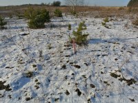 Działka Sprzedaż - świętokrzyskie, kielecki, Morawica, Wola Morawicka