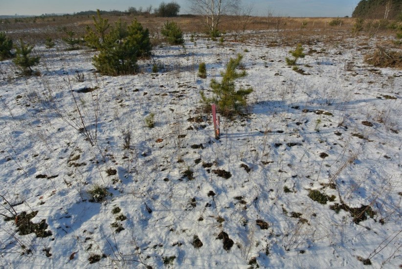 Działka Sprzedaż - świętokrzyskie, kielecki, Morawica, Wola Morawicka