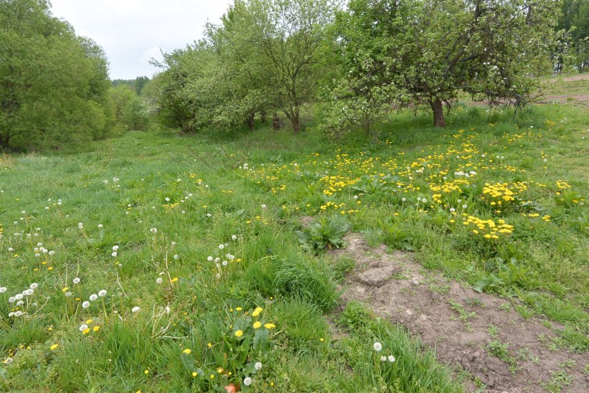 Działka Sprzedaż - świętokrzyskie, kielecki, Daleszyce, Cisów